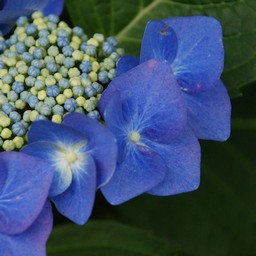 紫陽花
