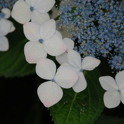 紫陽花