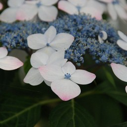 紫陽花