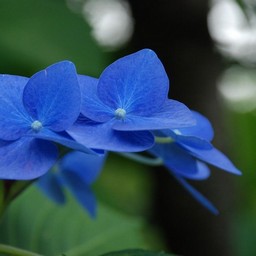 紫陽花
