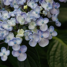紫陽花