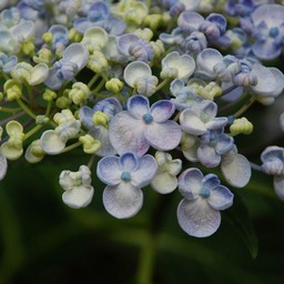 紫陽花