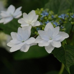 紫陽花