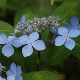 紫陽花