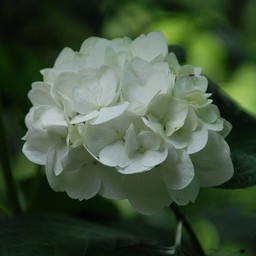 紫陽花
