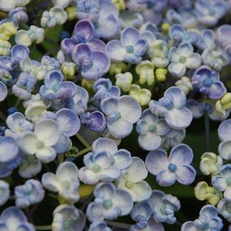 紫陽花