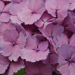 紫陽花