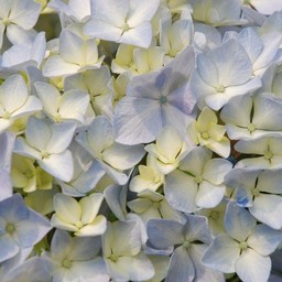 紫陽花