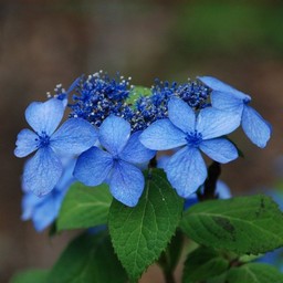 紫陽花