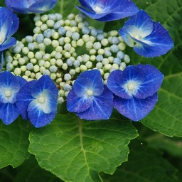 紫陽花