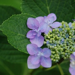 紫陽花