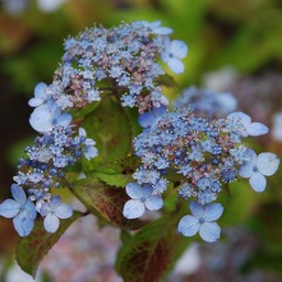 紫陽花