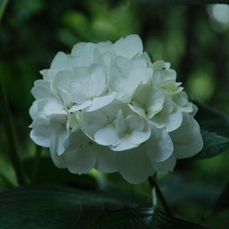 紫陽花