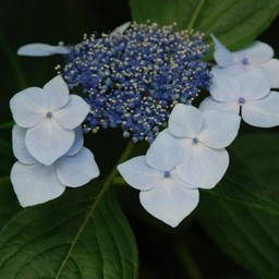 紫陽花