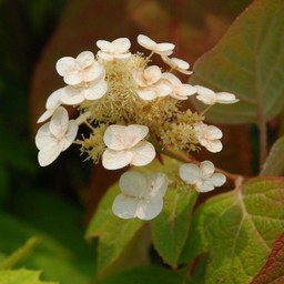 紫陽花