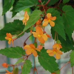 オレンジの花