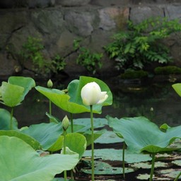 睡蓮