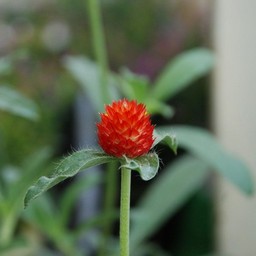 千日紅
