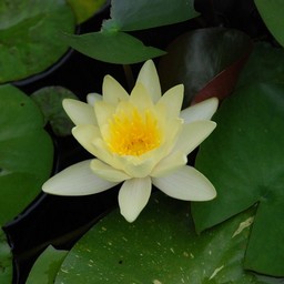 睡蓮
