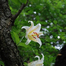 ヤマユリ