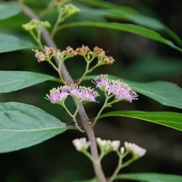 ピンクの花