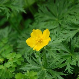 ミヤマキンポウゲ