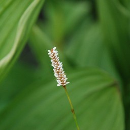白い花