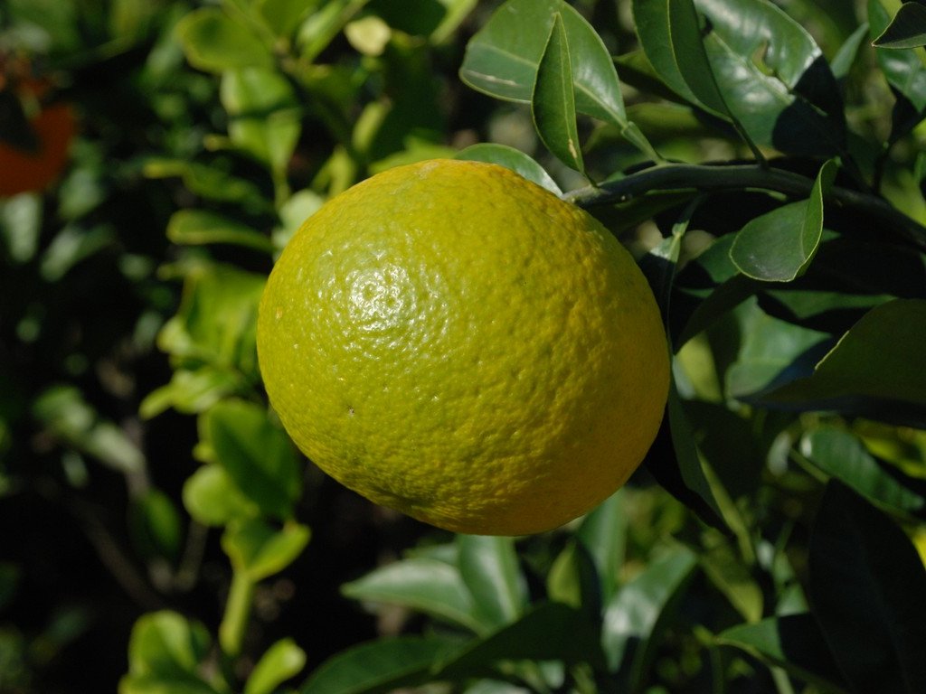 ʌsEic~J - ԁi11Bej - ʐ^f - ݃{