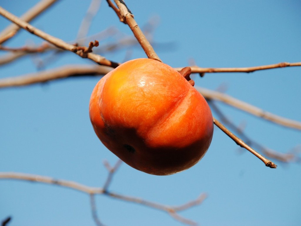 ʌsEJL - ԁi11Bej - ʐ^f - ݃{