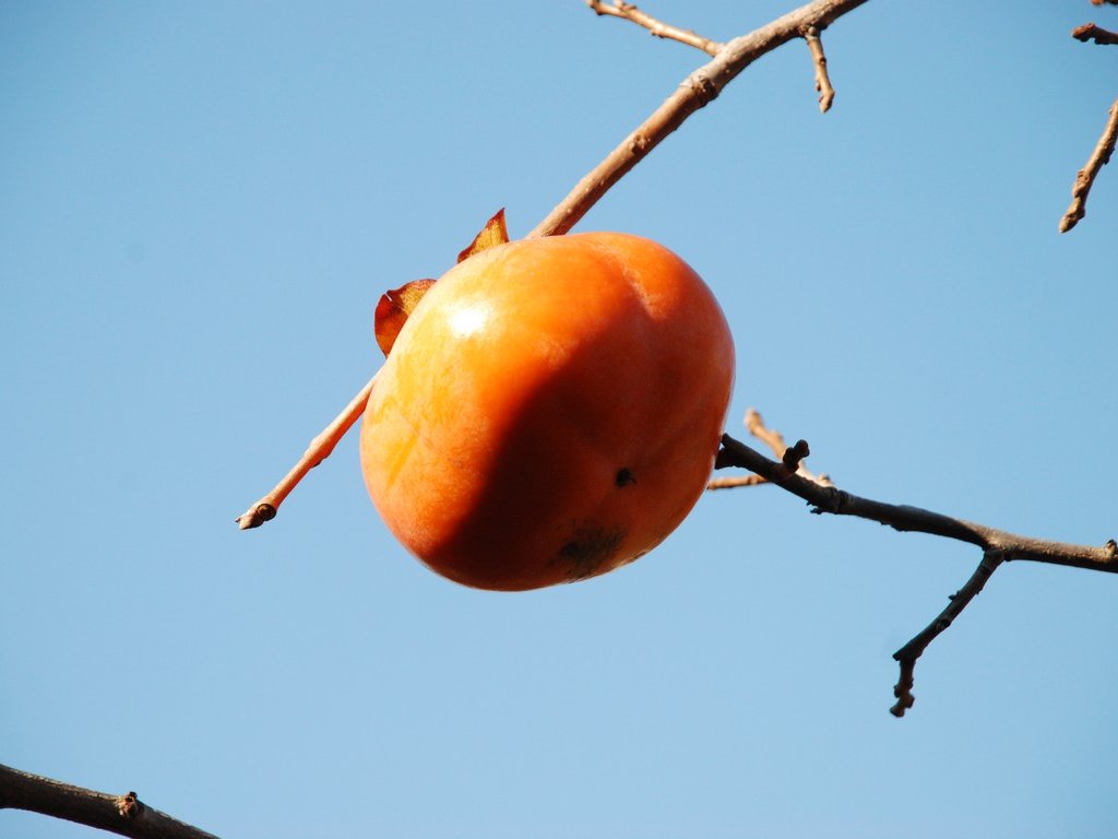 ʌsEJL - ԁi11Bej - ʐ^f - ݃{