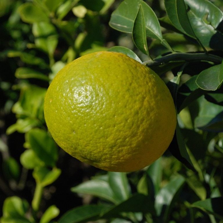 ʌsEic~J - ԁi11Bej - ʐ^f - ݃{