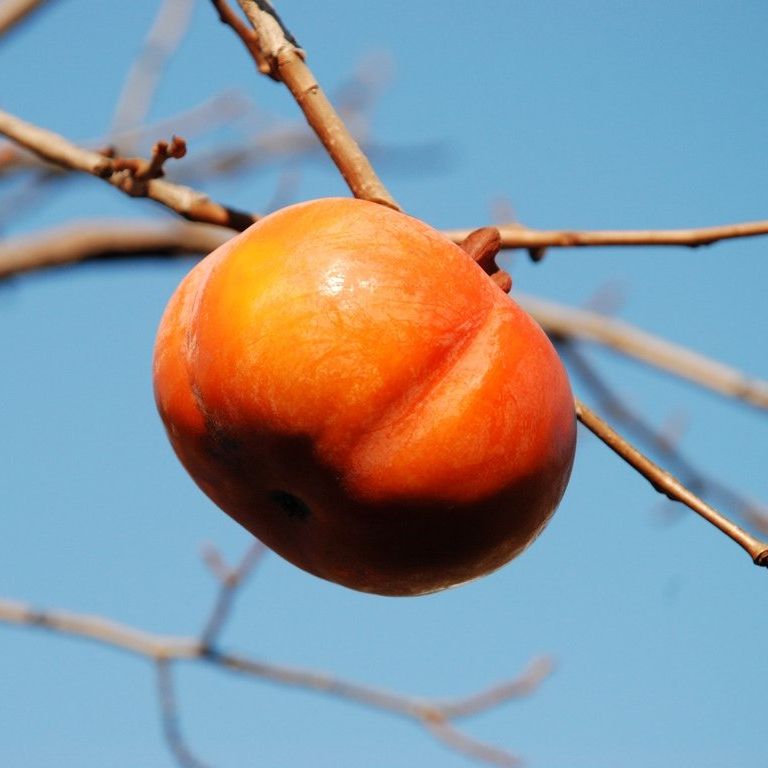 ʌsEJL - ԁi11Bej - ʐ^f - ݃{