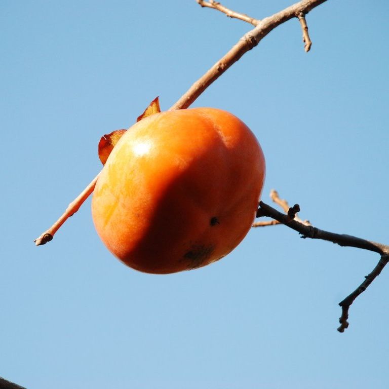 ʌsEJL - ԁi11Bej - ʐ^f - ݃{