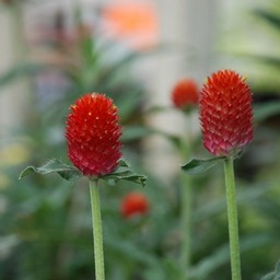 千日紅