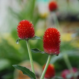 千日紅