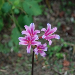 ピンクの花