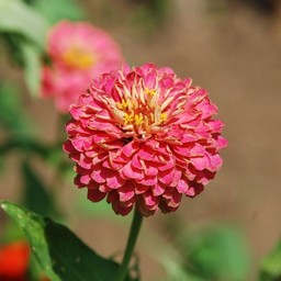 ピンクの花