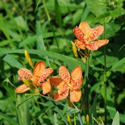 オレンジの花
