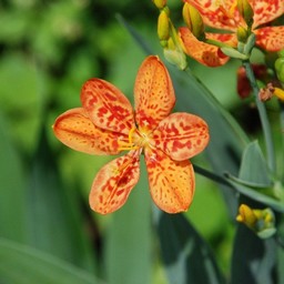 オレンジの花