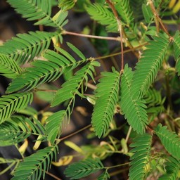 おじぎ草