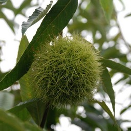 栗
