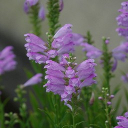紫の花