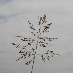 草