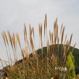 ススキ