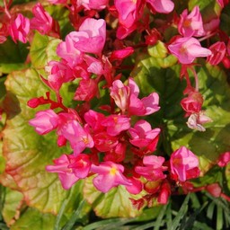 ピンクの花