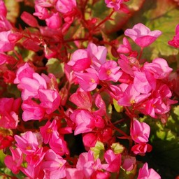 ピンクの花