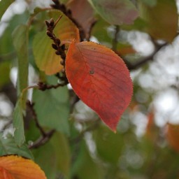 紅葉
