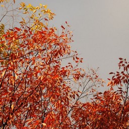 紅葉