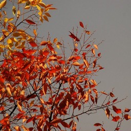 紅葉