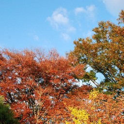 紅葉
